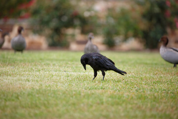 Raven (crow) found at a park in Adelaide, South Australia amongst a group of ducks 