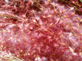 Pink wild grass flower blossom
