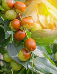 Ripe jojoba fruit on a tree branch close-up. Chinese date on a branch
