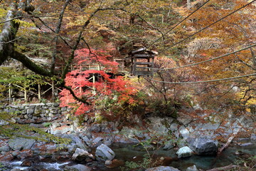 奥祖谷　渓流を渡る野猿　秋　(徳島県）