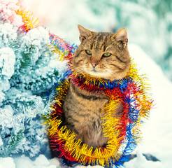Cat wrapped in New Year's tinsel sits in the snow near the Christmas tree in winter