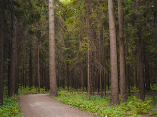 Obraz premium mysterious path in middle of wooden coniferous forrest, surrounded by green bushes leaves and ferns. Moscow region Russia