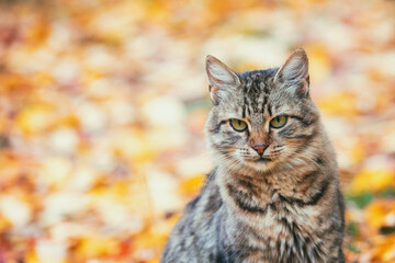 Cat sits on fallen leaves in the autumn garden