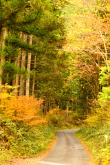 Fototapeta premium 神坂峠