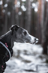 Whippet at winter. Portrait of dog head. Cute pet with collar