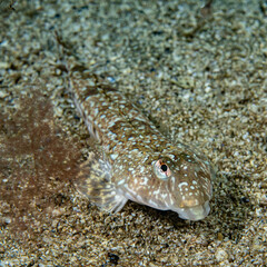 Common Dragonet (Callionymus lyra) at the coast of norway