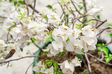 Obraz premium Bougainvillea is a genus of thorny ornamental vines, bushes, and trees belonging to the four o' clock family, Nyctaginaceae. Bougainville flowers Blooming in the garden. Selective Focus. defocus.