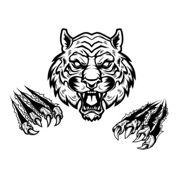 Tiger head and claws. Design element for logo, emblem, sign, poster, t shirt. Vector illustration