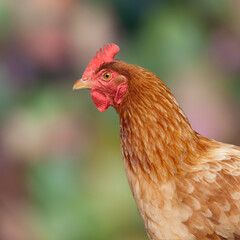Close up of brown chicken