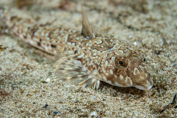 Common Dragonet (Callionymus lyra) at the coast of norway