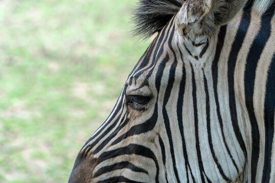 Zebra head close up. Animals in the zoo and national reserve.