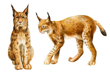 Watercolor lynx. Hand painted on a white background. Festive nature illustration for design, print © Hanna