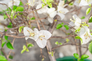 Bougainvillea is a genus of thorny ornamental vines, bushes, and trees belonging to the four o' clock family, Nyctaginaceae. Bougainville flowers Blooming in the garden. Selective Focus. defocus.