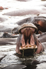 big hippopotamus open mouth in the pond