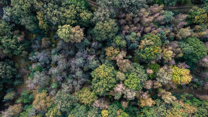 Directly above aerial drone full frame shot of green emerald pine forests and yellow foliage groves with beautiful texture of treetops. Beautiful fall season scenery. Mountains in autumn golden colors