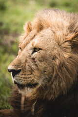 Naklejka na ściany i meble closetup portrait of a male lion, Africa Tanzania