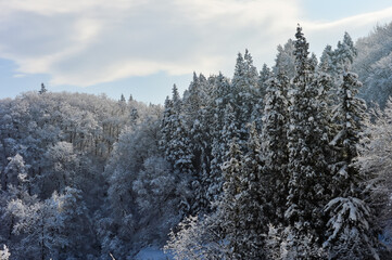 雪に覆われた樹木【樹氷】