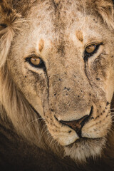 Fototapeta premium closetup portrait of a male lion, Africa Tanzania