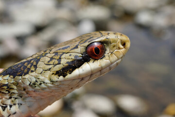 シマヘビ　Japanese striped snake　 
Elaphe quadrivirgata

