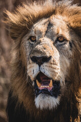 closetup portrait of a male lion, Africa Tanzania
