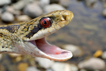 シマヘビ　Japanese striped snake　 
Elaphe quadrivirgata

