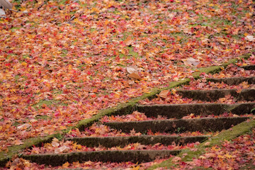 赤い紅葉が敷き詰められた斜面と石階段