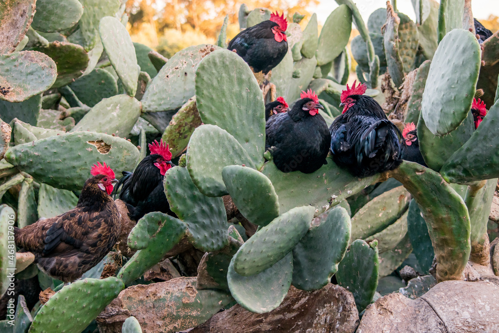 Wall mural A flock of black roosters and hens, free range in a field, perched on Opuntia prickly pear pads