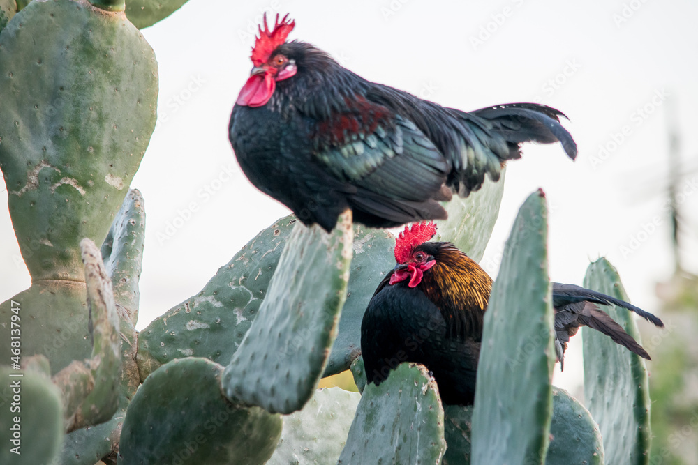 Wall mural A black rooster or cockerel, free range in a field, perched on an Opuntia prickly pear pad.