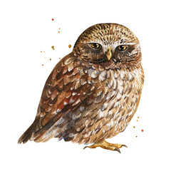 Owl watercolor drawings on an isolated background, hand drawing, forest bird