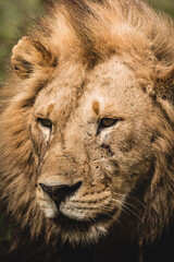 closetup portrait of a male lion, Africa Tanzania