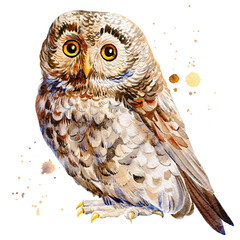 Owl watercolor drawings on an isolated background, hand drawing, forest bird