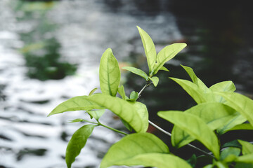 Closeup shot of green plants growing next to a river © Garry Game/Wirestock