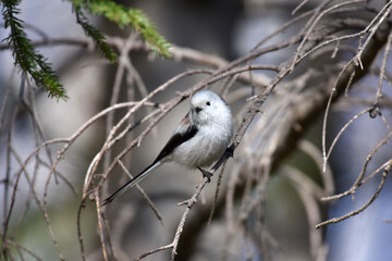 シマエナガ　Aegithalos caudatus caudatus
Long-tailed tit