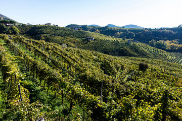 Fototapeta na wymiar Valdobbiadene hill and prosecco vineyard