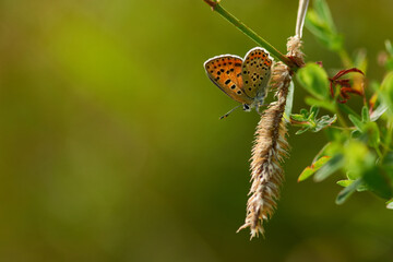 Brauner Feuerfalter (Lycaena tityrus) Weibchen