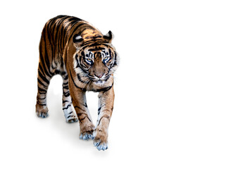 寅　虎　トラ　2022 年賀状