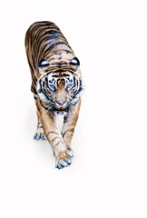 寅　虎　トラ　2022 年賀状