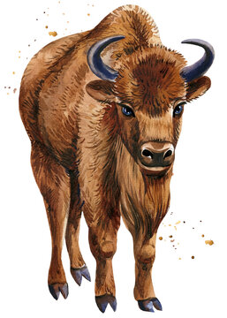 Bison watercolor drawings on an isolated background, hand drawing, zubr