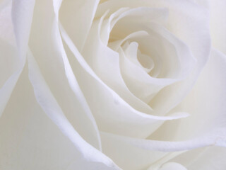 macro photography of a white rose bud