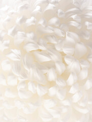 Fototapeta na wymiar white chrysanthemum petals macro photography