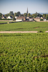 Fototapeta na wymiar Vignes Maursault Côte-d'Or bourgogne France