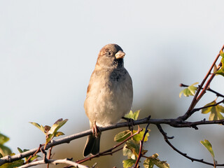 Female House Sparrow, Passer domesticus, Single bird perched in tree, Essex, UK, November 2021 