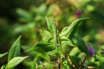 Pointed grasshopper insect close-up