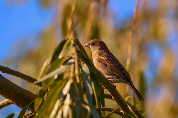 Eurasian tree sparrow (Passer Montanus) perched on a twig