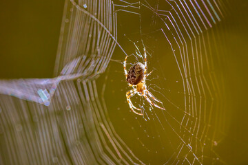 Crowned orb weaver spider (araneus diadematus) on its web