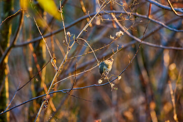 pine Siskin - Spinus pinus - perched on a branch.