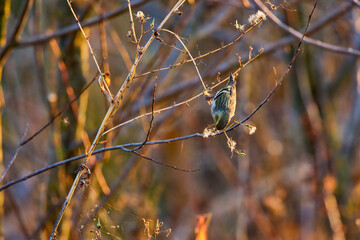 pine Siskin - Spinus pinus - perched on a branch.