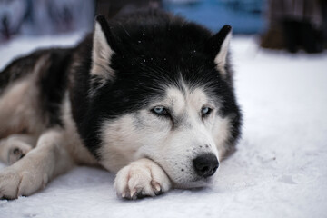 the sad look of a dog husky is sad