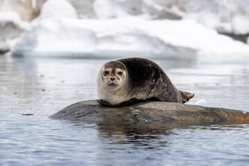 A harbour seal, Phoca vitulina, hauled out on a rock in Svalbard