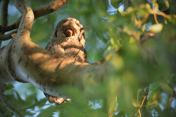 Eurasian scops owl juvenile regurgitating a pellet